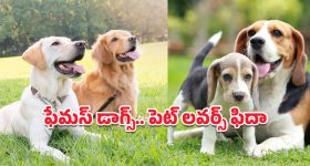 Popular Dog Breeds: భారత్‌లో మోస్ట్ ఫేమస్ పెట్ డాగ్స్.. చూడగానే ముద్దొచ్చే ఈ శునకాలపై ఓ లుక్కేయండి!