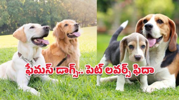 Popular Dog Breeds: భారత్‌లో మోస్ట్ ఫేమస్ పెట్ డాగ్స్.. చూడగానే ముద్దొచ్చే ఈ శునకాలపై ఓ లుక్కేయండి!