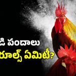 Cockfight: పందెం కోళ్లను ఎలా పెంచుతారు? వాటికి ఎలాంటి ఆహారం పెడతారు?