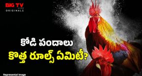 Cockfight: పందెం కోళ్లను ఎలా పెంచుతారు? వాటికి ఎలాంటి ఆహారం పెడతారు?