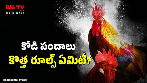 Cockfight: పందెం కోళ్లను ఎలా పెంచుతారు? వాటికి ఎలాంటి ఆహారం పెడతారు?