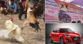 Sankranti Festival: సంక్రాంతి పండుగలో కోడి పందాల జోరు..  విన్నర్‌కు థార్, రన్నర్‌కు స్విఫ్ట్!