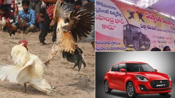 Sankranti Festival: సంక్రాంతి పండుగలో కోడి పందాల జోరు..  విన్నర్‌కు థార్, రన్నర్‌కు స్విఫ్ట్!