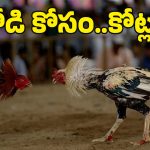 Sankranti Cockfight: గోదావరి గడ్డపై పౌరుషాల జాతర..  కోడిపందాల బరిలో ‘కోటి’ రూపాయల పోరు!