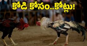 Sankranti Cockfight: గోదావరి గడ్డపై పౌరుషాల జాతర..  కోడిపందాల బరిలో 'కోటి' రూపాయల పోరు!