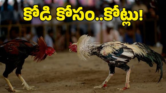 Sankranti Cockfight: గోదావరి గడ్డపై పౌరుషాల జాతర..  కోడిపందాల బరిలో ‘కోటి’ రూపాయల పోరు!