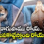 Viral Video: హెల్మెట్‌లో పాము.. చూసుకోపోతే ఏమైపోయేవాడో, హడలెత్తిస్తున్న వీడియో!