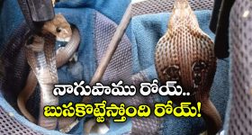 OPPO A5m 5G: సైలెంట్‌గా మరో బడ్జెట్ ఫోన్ లాంచ్ చేసిన ఓప్పో.. 6000mAh బ్యాటరీ, 12GB ర్యామ్, భారీ ప్రాసెసర్