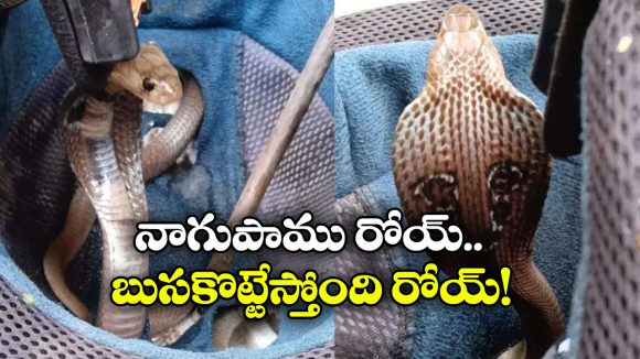 Viral Video: హెల్మెట్‌లో పాము.. చూసుకోపోతే ఏమైపోయేవాడో, హడలెత్తిస్తున్న వీడియో!