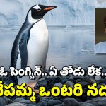 Penguin: ఈ పెంగ్విన్‌కు ఏమైంది? రీల్స్‌లో అదే పనిగా కనిపిస్తోంది.. పూరీ చెప్పింది దీని గురించేనా?