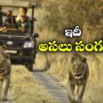 Animals: సఫారీ వెహికిల్స్ మీద జంతువులు అటాక్ చేయవు, ఎందుకో తెలుసా?