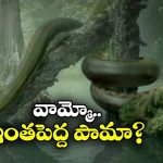 Largest Sea Snake: ప్రపంచంలోనే అతిపెద్ద సముద్ర పాము, ఇది ఏకంగా సొరచేపలనే తినేస్తోంది!