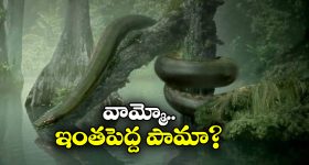 Largest Sea Snake: ప్రపంచంలోనే అతిపెద్ద సముద్ర పాము, ఇది ఏకంగా సొరచేపలనే తినేస్తోంది!