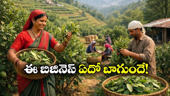 Profitable Farming: ఎండిన ఆకులతో రూ.400 కోట్లు.. ఇది కదా యాపారం అంటే!