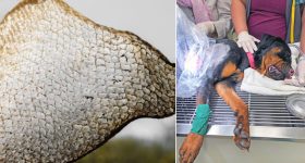 Jio Budget Data Packs: తక్కువ ధరలో 50GB వరకు డేటా.. బడ్జెట్ ప్యాక్స్ కేవలం రూ.49 నుంచి ప్రారంభం