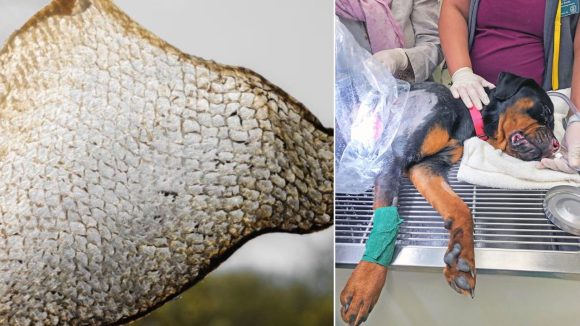 Hyderabad News: చేప చర్మంతో కుక్కకు సర్జరీ.. పశువైద్యంలో మైలురాయి, హైదరాబాద్‌ డాక్టర్ల ఘనత