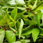 Gongura: గోంగూర తింటే ఈ సమస్యలేవీ రావు, ఆరోగ్యంగా బతకొచ్చు