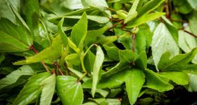 Gongura: గోంగూర తింటే ఈ సమస్యలేవీ రావు, ఆరోగ్యంగా బతకొచ్చు
