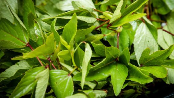 Gongura: గోంగూర తింటే ఈ సమస్యలేవీ రావు, ఆరోగ్యంగా బతకొచ్చు