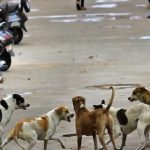 Kamareddy News: కుక్కల మరణాల కేసు వేళ సర్పంచ్‌కు మరో షాక్.. కొండముచ్చుల నిర్బంధంపై ఫారెస్ట్ అధికారుల సీరియస్!
