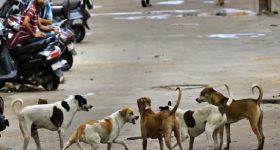 Kamareddy News: కుక్కల మరణాల కేసు వేళ సర్పంచ్‌కు మరో షాక్.. కొండముచ్చుల నిర్బంధంపై ఫారెస్ట్ అధికారుల సీరియస్!