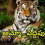 Tiger Tension: తెలంగాణ అటవీ ప్రాంతాల్లో టైగర్ టెన్షన్.. గ్రామస్తుల్లో భయం భయం
