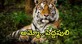 Tiger Tension: తెలంగాణ అటవీ ప్రాంతాల్లో టైగర్ టెన్షన్.. గ్రామస్తుల్లో భయం భయం