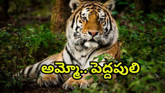 Tiger Tension: తెలంగాణ అటవీ ప్రాంతాల్లో టైగర్ టెన్షన్.. గ్రామస్తుల్లో భయం భయం