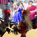 Kodi Pandalu: సంక్రాంతి వేళ గోదావరి జిల్లాల్లో కోడిపందాల జోరు.. లక్షల్లో బెట్టింగులు