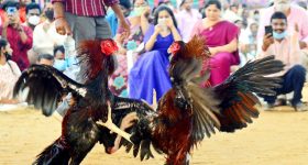 Kodi Pandalu: సంక్రాంతి వేళ గోదావరి జిల్లాల్లో కోడిపందాల జోరు.. లక్షల్లో బెట్టింగులు