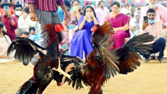Kodi Pandalu: సంక్రాంతి వేళ గోదావరి జిల్లాల్లో కోడిపందాల జోరు.. లక్షల్లో బెట్టింగులు