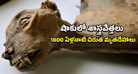 Hypothyroidism Warning: హైపోథైరాయిడిజం.. చర్మంపై ఈ లక్షణాలు కనిపిస్తే అస్సలు లైట్ తీసుకోవద్దు