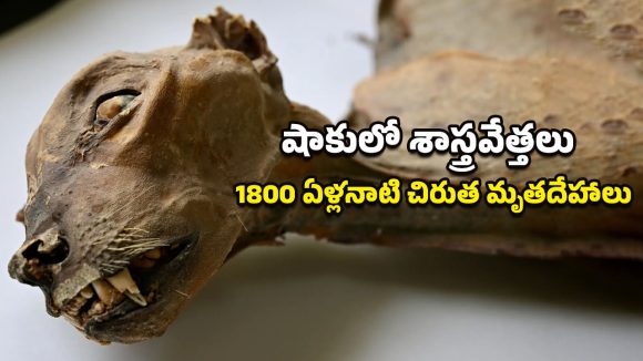 Rare Discovery: అరేబియా ఎడారిలో అద్భుతం.. మమ్మీలుగా మారిన 54 చిరుతలు! వేల ఏళ్లయినా చెక్కుచెదరకుండా ఎలా ఉన్నాయంటే?
