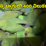 Wild Parrots Recovered: రైలులో 400 అరుదైన చిలుకలు అక్రమ రవాణా.. షాకింగ్ వీడియో