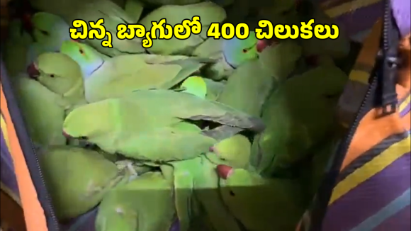 Wild Parrots Recovered: రైలులో 400 అరుదైన చిలుకలు అక్రమ రవాణా.. షాకింగ్ వీడియో