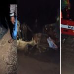 Road Accident: ఘోర రోడ్డు ప్రమాదం.. మేడారం జాతరకు వెళ్తున్న ట్రాక్టర్ బోల్తా, స్పాట్‌లో 25 మంది