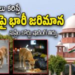 Supreme Court On  Stray Dogs: వీధి కుక్కలకు ఆహారం పెట్టేవారు వాటిని తమ ఇళ్లలోనే ఉంచుకోవాలి