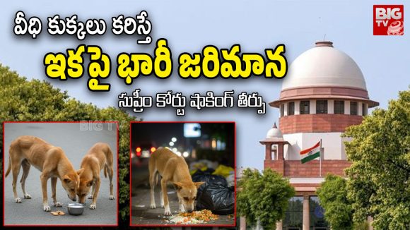 Supreme Court On  Stray Dogs: వీధి కుక్కలకు ఆహారం పెట్టేవారు వాటిని తమ ఇళ్లలోనే ఉంచుకోవాలి