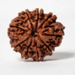 Rudraksha At Home: శివుని కన్నీటి చుక్క ‘రుద్రాక్ష’.. మీ ఇంట్లో ఉంటే ఎన్ని లాభాలో తెలుసా ?