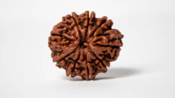 Rudraksha At Home: శివుని కన్నీటి చుక్క ‘రుద్రాక్ష’.. మీ ఇంట్లో ఉంటే ఎన్ని లాభాలో తెలుసా ?