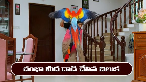 Nindu Noorella Saavasam Serial Today February 3rd: ‘నిండు నూరేళ్ల సావాసం’ సీరియల్‌:  చంభా మీద దాడి చేసిన చిలుక