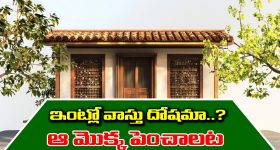 Home Vastu: ఇంట్లో వాస్తు దోషం ఉందా..? అయితే ఆ మొక్కను నాటమంటున్నారు నిపుణులు