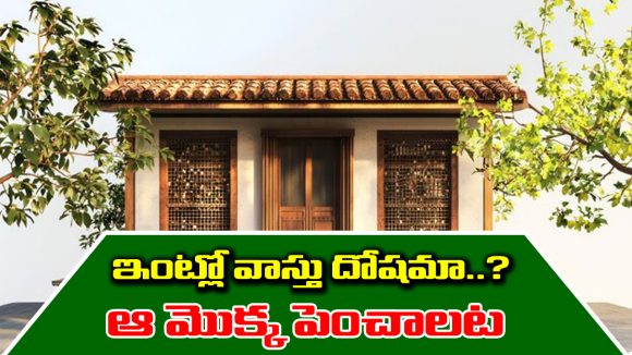 Home Vastu: ఇంట్లో వాస్తు దోషం ఉందా..? అయితే ఆ మొక్కను నాటమంటున్నారు నిపుణులు