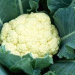 Cauliflower Side Effects: క్యాలీఫ్లవర్ అతిగా తింటున్నారా? ఈ 4 ఆరోగ్య సమస్యలు రావచ్చు జాగ్రత్త!