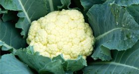 Cauliflower Side Effects: క్యాలీఫ్లవర్ అతిగా తింటున్నారా? ఈ 4 ఆరోగ్య సమస్యలు రావచ్చు జాగ్రత్త!