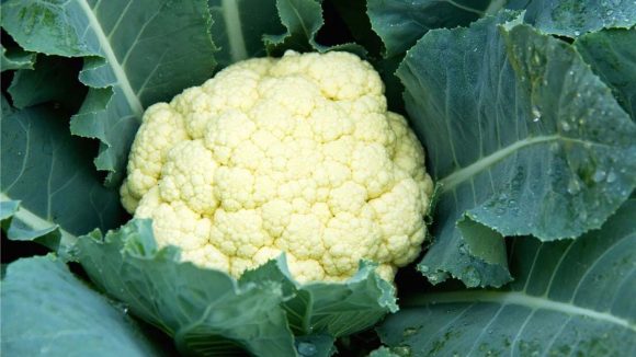 Cauliflower Side Effects: క్యాలీఫ్లవర్ అతిగా తింటున్నారా? ఈ 4 ఆరోగ్య సమస్యలు రావచ్చు జాగ్రత్త!