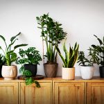 Plants for home: మీ ఇంట్లో సుఖశాంతులు వెల్లివిరియాలా? అయితే ఈ మొక్కలను పెంచండి!