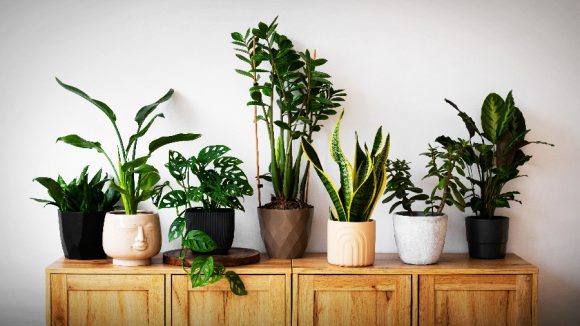 Plants for home: మీ ఇంట్లో సుఖశాంతులు వెల్లివిరియాలా? అయితే ఈ మొక్కలను పెంచండి!