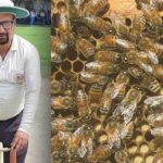 Umpire dies: క్రికెట్ లో పెను విషాదం..తేనెటీగల దాడిలో అంపైర్ మృతి, 20 మంది క్రికెటర్లకు గాయాలు