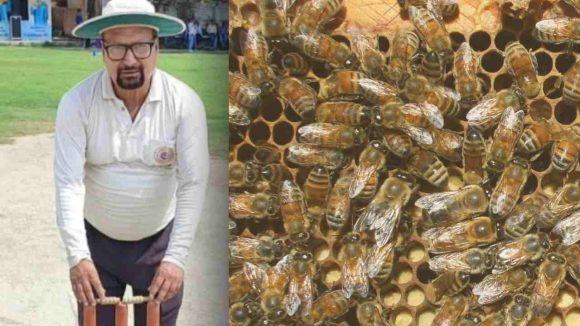 Umpire dies: క్రికెట్ లో పెను విషాదం..తేనెటీగల దాడిలో అంపైర్ మృతి, 20 మంది క్రికెటర్లకు గాయాలు